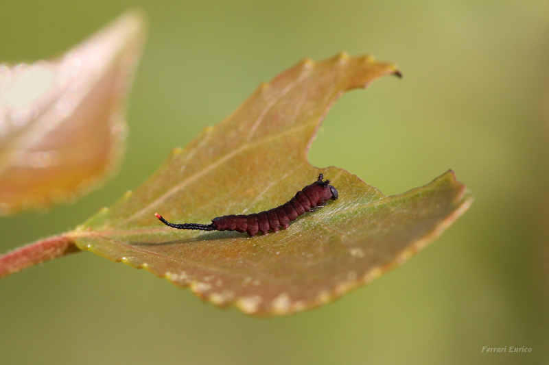 Cerura vinula!